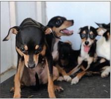About 30 chihuahuas – about eight of them puppies –at one home were surrendered to authorities Sept. 20 in northern Burnet County. Martelle Luedecke/Luedecke Photography