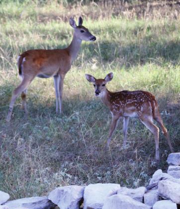 A potential ordinance in Cottonwood Shores would make it illegal to feed deer in the city limits. Officials used the overpopulation as justification for the proposal. File photo