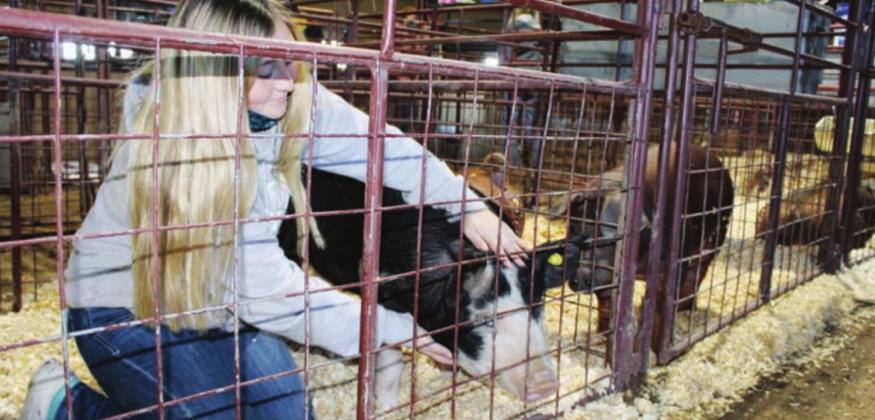 Although the number of student competitors, including Madi Stires, in this year’s Burnet County Livestock Show was lower than previous years, the auction raised a record amount of money. Connie Swinney/The Highlander