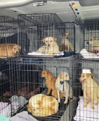 Law enforcement officials and animal rescue workers banded together on Feb. 2 to save 89 dogs found living in squalid conditions at a Spicewood Beach home. Many of the hoarded animals suffered from a variety of ailments. Contributed/Hill Country