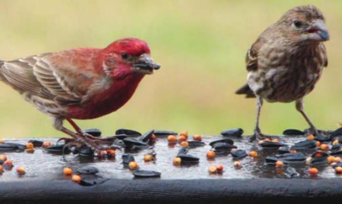Male and female purple finches enjoy some seeds in Burnet County. The City Nature Challenge encourages people to get outside and find moments like this. Connie Swinney/The Highlander