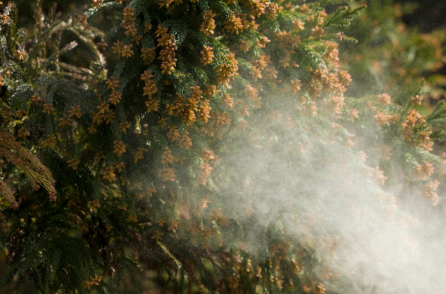 Cedar fever is mostly problematic because of when that pollen is released. Contributed