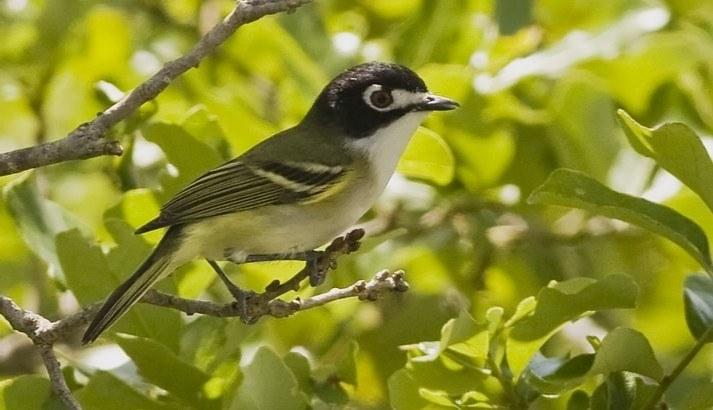  Officials say it is important to track the progress of adult black-capped vireos to ensure it continues to show improvements. Contributed