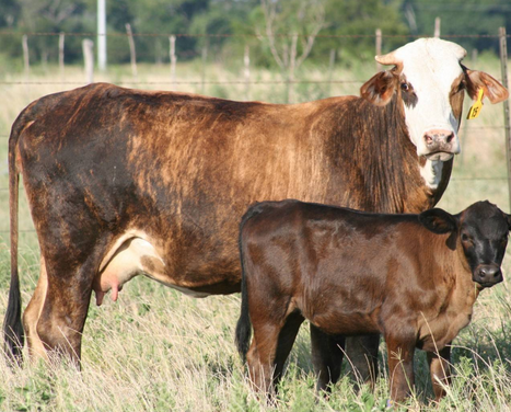 From April 15 until June 30, $50 raffle tickets are available and only 2000 will be sold to win twenty F1 Braford heifers with an estimated value near $20,000, subject to market price at the time of the sale.