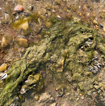 Also referred to as “blue-green” algae – the appearance of the material is often grayish brown, dark green, brown and at times nearly black in color. Contributed/LCRA