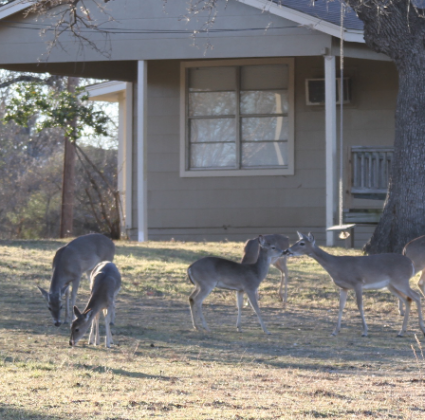 The Cottonwood Shores City Council passed an ordinance Thursday, Sept. 16 that makes it illegal to feed wildlife, including deer, within 50 feet of a roadway. The law is aimed at controlling the number of accidents and the movement of predators. File photo