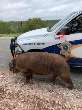 Contributed/BCSO Burnet County sheriff's deputies responded to a call of a large loose domesticated Duroc pig Sept. 30. Contributed photos/BCSO