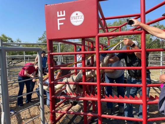 While onlookers hold their breath, judges measure the tip-to-tip length of on “Sweet Maxi.” The Burnet cow recently etched her name into the Guinness Book of World Records during a contest in Corsicana. Elizabeth Fritz/ Contributed photo