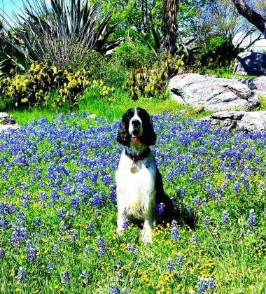 A playful pup enjoys a sea of bluebonnets, capturing the essence of spring in Central Texas. Falls on the Colorado Museum wants the public to submit stunning wildlife and wildflower photos for their contest and be a part of our upcoming exhibit and calendar. Find the story on Page 14.