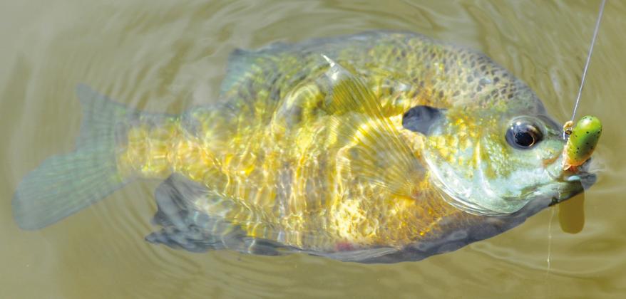 Pint-sized sunfish provide fast action and great table fare, The  Highlander