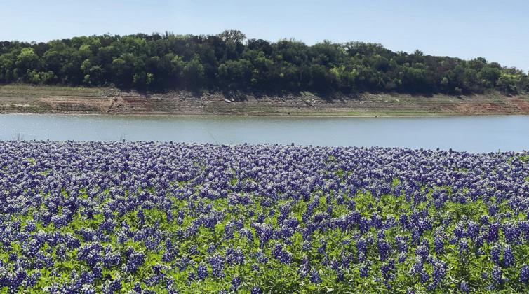 LCRA parks are known for their beauty and now more so with the blooming bluebonnets. Officials invite the public to a family-friendly event with the flowers at a Spicewood venue. File photo