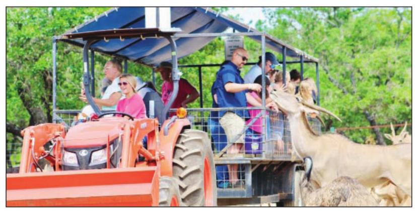 Owners of the Exotic Resort Zoo – a tour pictured here in July – in Johnson City confirmed that they captured and confined a couple of unidentified domesticated dogs running wild after they killed several of the venue’s sheep on Dec. 28. Contributed