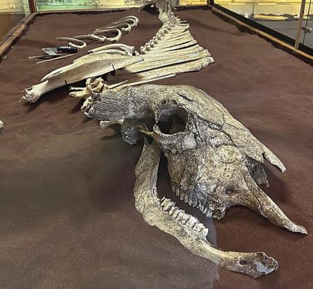 Rockie, one of the museum's permanent exhibits includes the skeleton of a 700-year-old Bison discovered near Briggs in Northeast Burnet County.