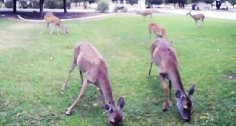 Deer are a regular feature on Horseshoe Bay golf courses and in a number of neighborhoods in the community. The city has a culling program to keep their numbers from becoming to large and causing road safety hazards. Contributed