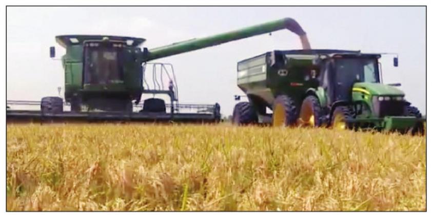Following a water regimen which involves flooding, rice farmers on the Gulf Coat of Texas will harvest a crop using heavy equipment such as the one pictured here in 2013. Contributed/Texas Farm Bureau