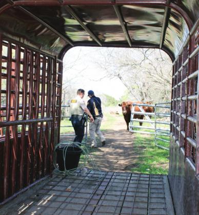 Burnet County Sheriff’s Livestock Deputies Jason Jewett and Mark Hasty responded to a livestock call March 23 in eastern Burnet County. Connie Swinney/The Highlander