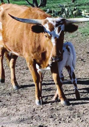 Animal control officers coaxed a “mama” longhorn and her baby into a trailer on March 23. They are seeking the owner. Call 512-756-8080 with information. Contributed