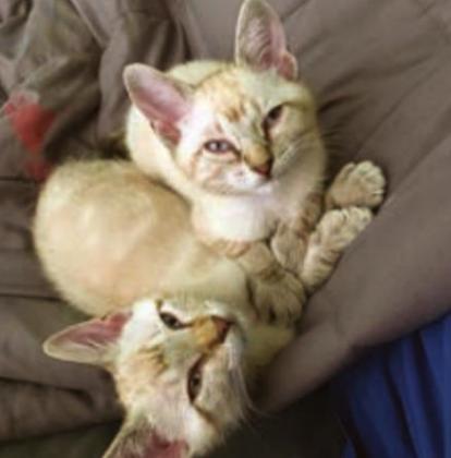 These litter mates were rescued along with six other kittens who were in danger of being shot by a local rancher. They are almost ready for adoption. Contributed photos