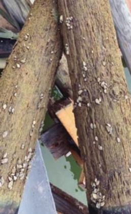 Lake LBJ residents reported clusters of Zebra mussels on driftwood (pictured here in April), submerged boat slip structures and water intake systems. Contributed