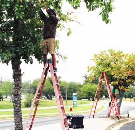 On Nov. 8, contractor crews, including Nightscenes Landscape Lighting Professionals, for the city prepped trees with Christmas lights on the median in downtown Marble Falls. Connie Swinney/ The Highlander