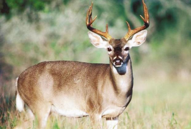 Contributed/TPWD Texas Parks and Wildlife Department experts are predicting a “favorable” 2020-21 hunting season.
