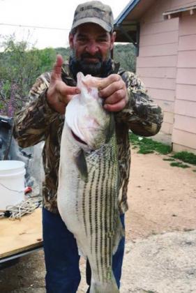 Big fish like the “striper” seen here caught near Max Starcke Dam has attracted anglers for decades. Contributed
