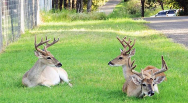 Three deer relax in the shade beside a street in Cottonwood Shores on Saturday, Aug. 21. City council members are pondering a way to convince residents to stop feeding deer, which they believe has resulted in a population explosion. Phil Reynolds/The Highlander