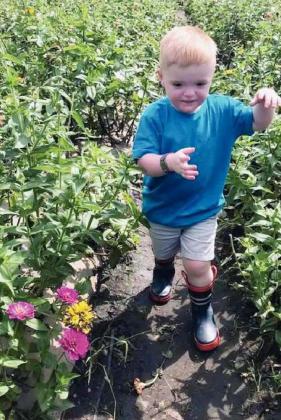 Liam McDonald, 4, of Burnet County walked through rows of planted fall flowers recently, which is among the features of Sweetberry Farm in Tobyville. Contributed