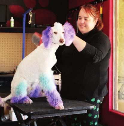 The Highlander received a fourth place nod for news photography for a collection of photos including the two pictured here. At right, Staff Writer Connie Swinney captured the growing economy in Marble Falls with this photo of a pet groomer. Contributing Photographer Kelly McDuffie wowed the judges with his photo from the annual Shoot For Coop fundraiser. File photos