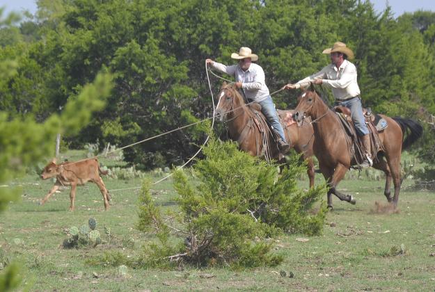Two cowboys rope a baby calf during seizure Sept. 8 of more than 70 cows on property at the center of a livestock case which alleged the owner failed to care for the animals properly. Contributed photos/Eddie Shell