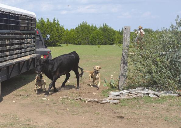 Two dogs chase a calf Sept. 8 while a cowboy lurks behind during seizure of more than 70 cows on property managed by Pct. 3 Burnet County Commissioner Billy Wall.