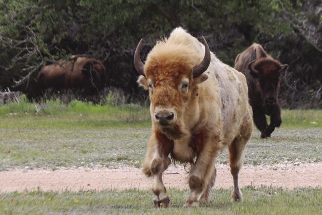 Blanco, a blonde bison bull (father of a newborn white buffalo) thundered out from the brush for feed pellets April 24 at Wagon Springs Ranch, just off CR 200 in Burnet County.