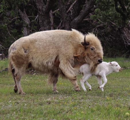 Untsi, a rare white bison, was born on Earth Day, April 22, at Wagon Springs Ranch in Burnet County.