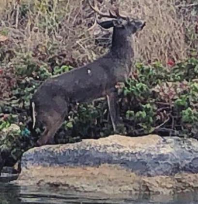 At one point in the rescue attempt, the buck tried to balance itself on a rock but fell back into the water. Contributed photos