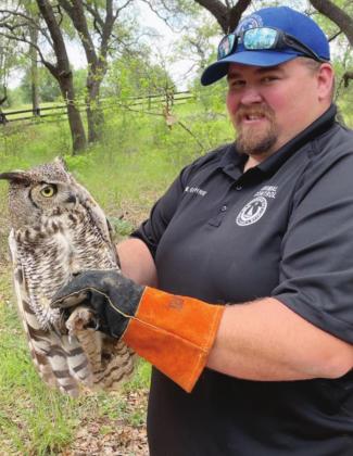 Horseshoe Bay animal control officer Mike Guthrie gingerly holds a great horned owl that had been injured by a car in The Trails subdivision. Sadly, the owl had to be euthanized due to its injuries. Contributed