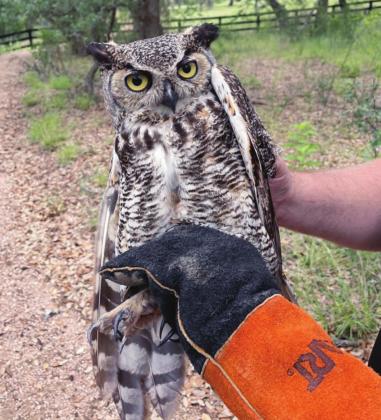 An injured great horned owl was found by members of the Texana ladies group while they were walking in The Trails subdivision on May 14. Contributed