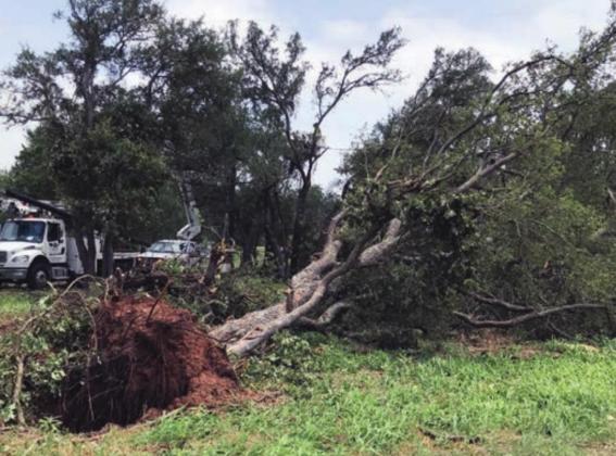 High winds swept through Spicewood waylaying structures and uprooting trees. NWS blamed “straight line winds” for the damage. Contributed photos