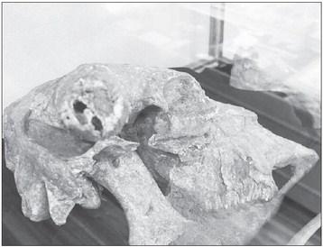 The bones of a 700-year-old bison known as Rockie are on permanent display in the Falls on the Colorado Museum, which is hosting a special presentation that includes results of studies of the bones from professionals in universities around the United States. A compilation of those studies will be on sale. File photo
