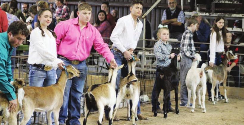 The Burnet County livestock show is scheduled for Thursday, Friday and Saturday this week at the county fairgrounds. File photo