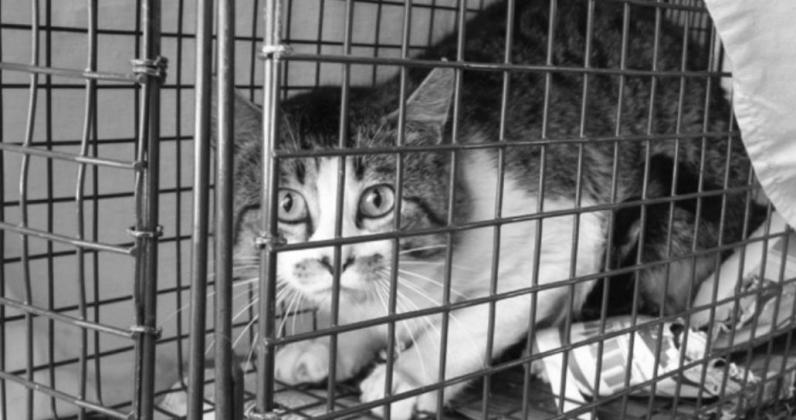 Cats captured by Hill Country Cat Control are kept in humane traps. Contributed/Hill Country Cats