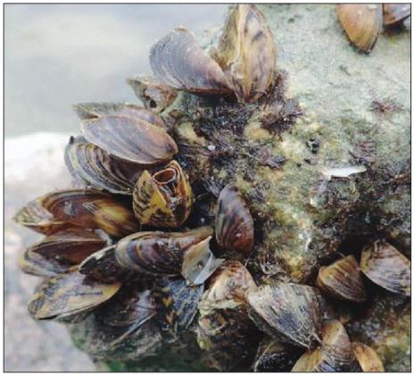 Zebra mussels have been found to be reproducing at Lake Buchanan during recent Texas Parks and Wildlife Department sampling efforts. Contributed/TPWD