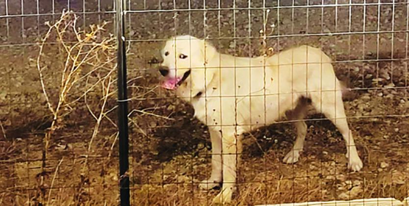 A stray dog image was captured on CR 212 in Burnet County recently and posted on the animal control unit's social media page to help identify the owner. Contributed photo