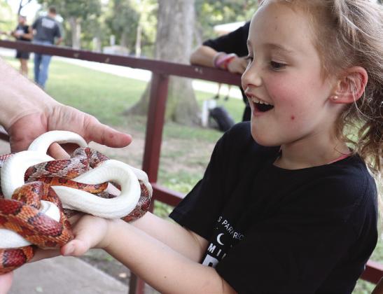 Aralyn Brown was thrilled to hold these friendly serpents, including an albino corn snake in the mix during the Family Campout on Saturday in Johnson Park. See more reptile photos on Page 3. Photo by Martelle Luedecke/Luedecke Photography
