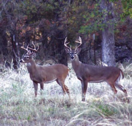 Hunters are descending on the Highland Lakes this weekend, starting Nov. 5, for the opening of the rifle season for white-tailed deer. Connie Swinney/The Highlander