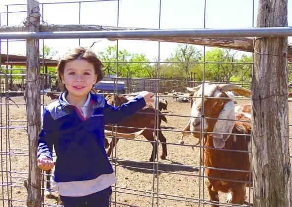 Coy Milstead and his family spent some time recently enjoying the sights, sounds and livestock at Sweet Berry Farm in Burnet County. Judith Shabram/The Highlander