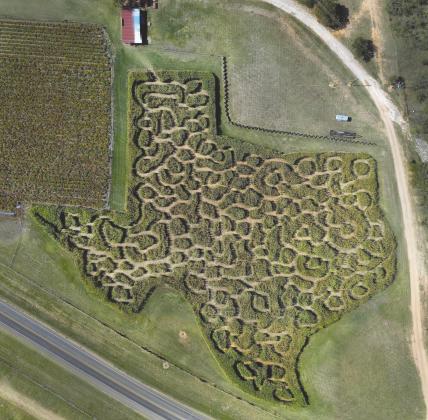 The 2022 Texas Maze, seen here in an aerial image, at Sweet Berry Farm is comprised of 4 acres of Haygrazer grass that gets up to 10 feet tall in most areas. Visitors tour the labyrinth to see signs representing real places throughout the Lone Star State. Contributed photo