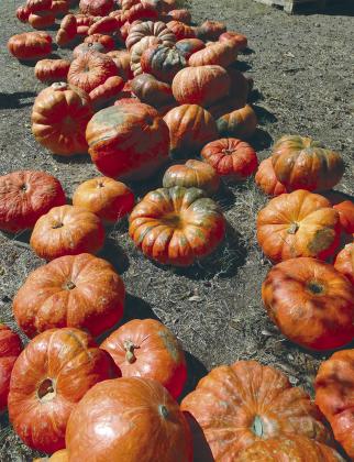 Pumpkins are part of the hall harvest. Judith Shabram/The Highlander