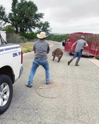A crew of seven hands from the Ketterman Ranch were able to wrangle the domesticated pig on Sept. 30 and place him in a trailer to return home. The wayward Duroc proved to be “friendly” but not to keen on being placed into a trailer. Alt Text for Image