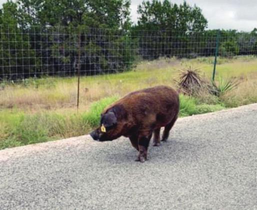 A passerby called the sheriff’s office to report a 600 pound domesticated Duroc pig, wandering along the county road.